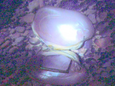 Divin' for Pearls 1.jpg