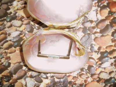 Divin' for Pearls -Back On the Beach.jpg