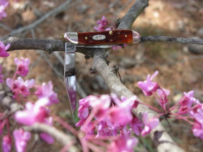 Warm temps have brought out all types of blooms.