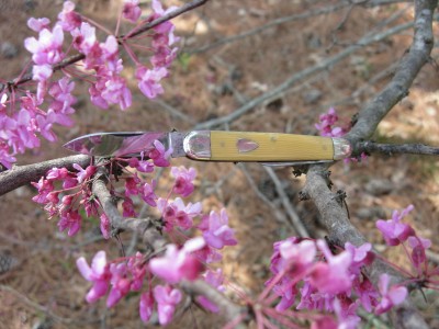 There was a bumblebee nearby, but he was too busy working -- moving from blossom to blossom -- for me to get a good shot of him.