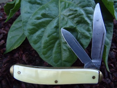 Colonial with Habanero plant 002.jpg