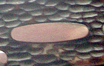 Western Scout Mark Open - Shield.jpg