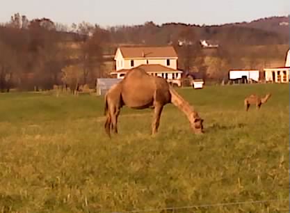Amish Camels.jpg