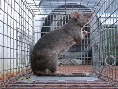 Gambian Rat.jpg