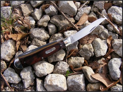 Buck384.jpg