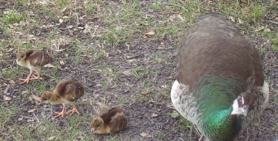 Peacocks 2.JPG