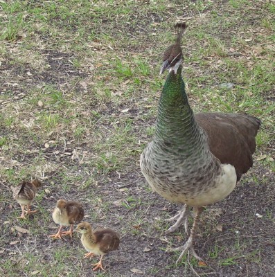 Peacocks 1.JPG