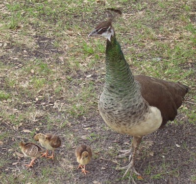 Peacocks.JPG
