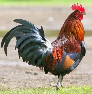 Cock a Doodle Do.jpg