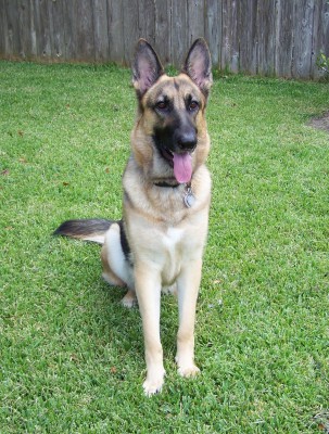 Schatzi - Oct 1-2009.jpg