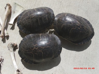 2-14-12  turtle shell, deer bones 004.jpg