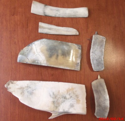 2-14-12  turtle shell, deer bones 3 002.jpg