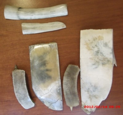 2-14-12  turtle shell, deer bones 3 008.jpg