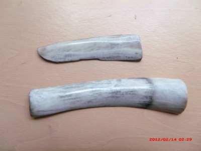 2-14-12  turtle shell, deer bones 2 001.jpg