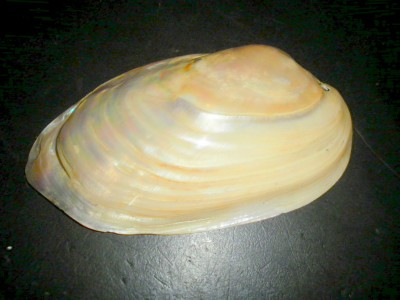 Mussel Shell.jpg