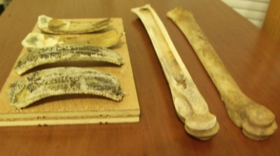2-14-12  turtle shell, deer bones 4 005.jpg