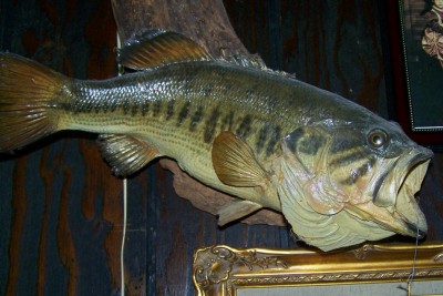 bass.jpg
