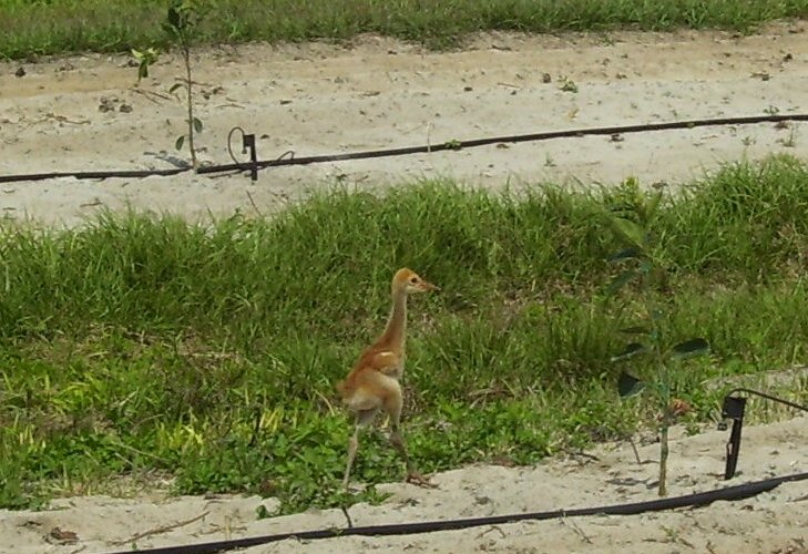 Sand Hill Crane Chick 4.jpg
