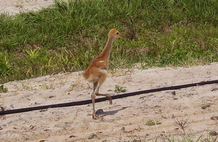 Sand Hill Crane Chick 3.jpg