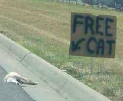 Free Cat.jpg