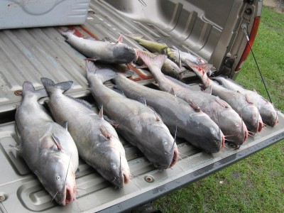 11 Santee Carfish _morning  catch_.JPG