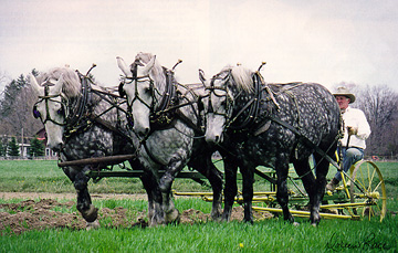 Percheron.jpg