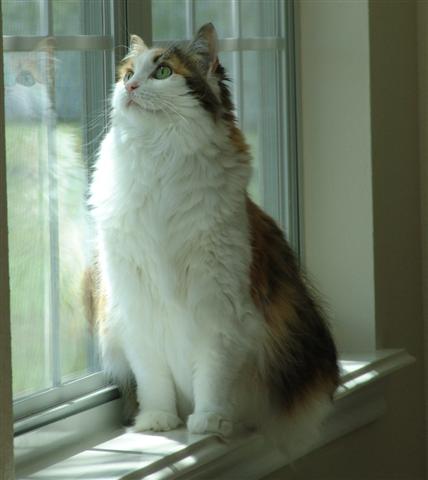 Angel (Small).jpg