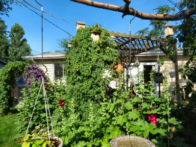 backyard2012.jpg