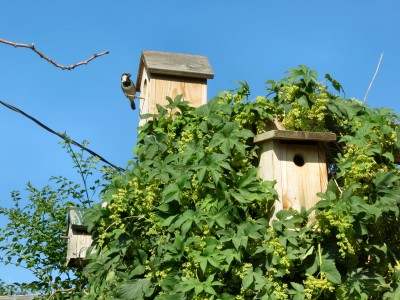 bird condo.jpg