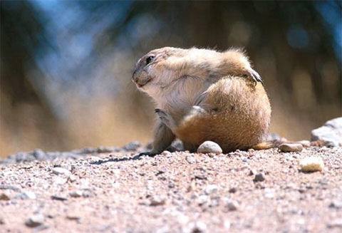 Im getting so fat it's tough to scratch my butt..jpg