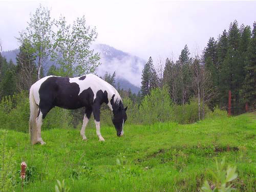revised paint in pasture.jpg