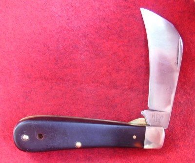 Western hawkbill.jpg