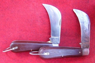 Klein hawkbills.jpg