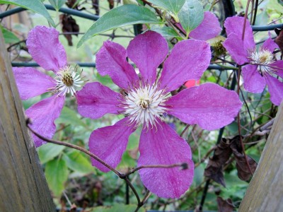 Clematis.JPG