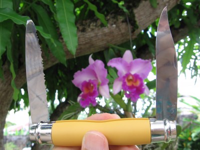 Garden in August, too beautiful to cut.