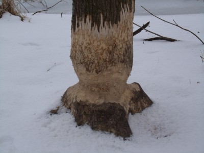 Big Beaver damage 004.jpg