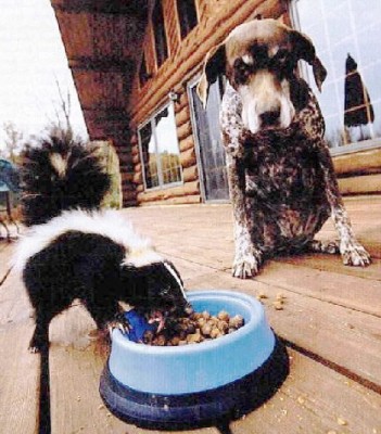 skunk.jpg