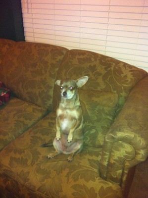 Bullet says he wants one too