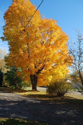 DSC_0001.JPG