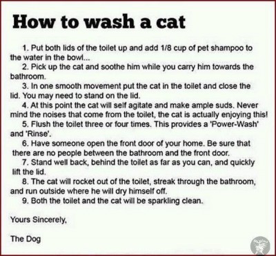how to wash a cat.jpg