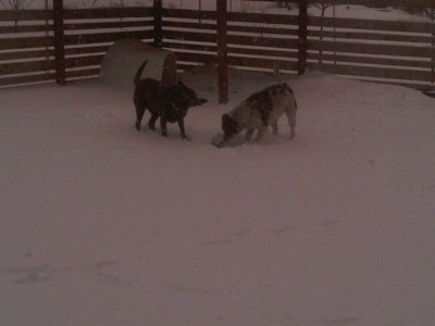 Pups in the snow.jpg