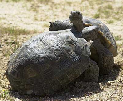 tortoises_fighting_18.jpg
