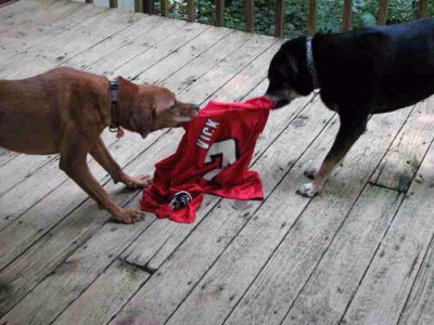 vick_1.jpg