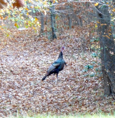 gobble, gobble, gobble