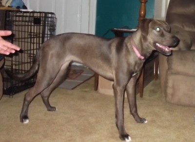 Gypsy1.jpg