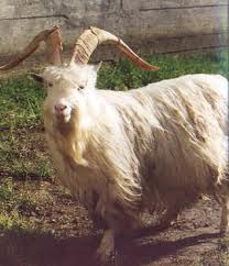 old goat 1911.jpg