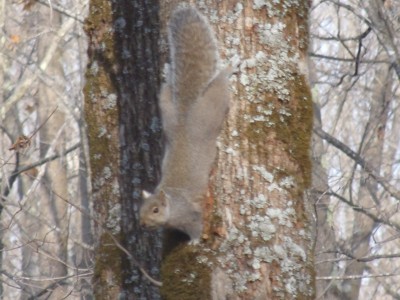 Nov '12 gun hunt 008.jpg