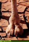camel toe.jpg