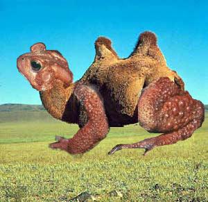 Camel Toad.jpg