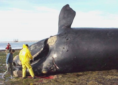dead_whale.jpg